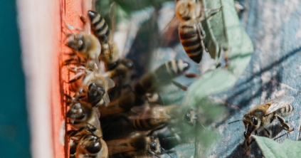 Nehéz év a méhészetben: keserű számok 2025-ből